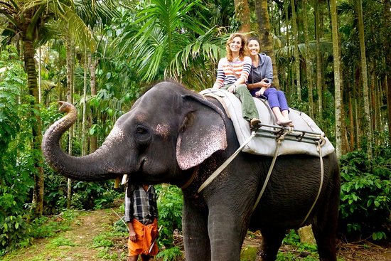 Elephant Ride in Kerala